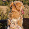 20260909_111118_1C7ADF Cinnamon and Bloom Harness