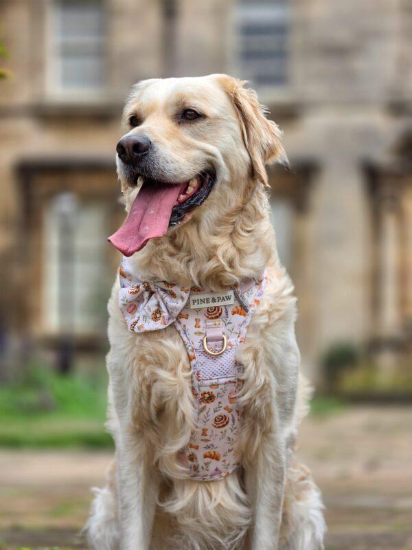 20260913_212405_1068AB Cinnamon and Bloom Harness
