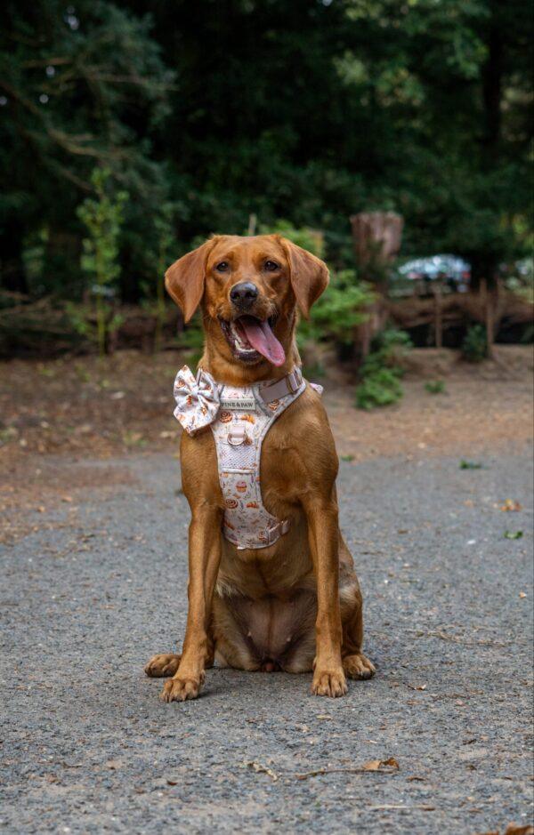 20260919_162838_16869C Cinnamon and Bloom Harness