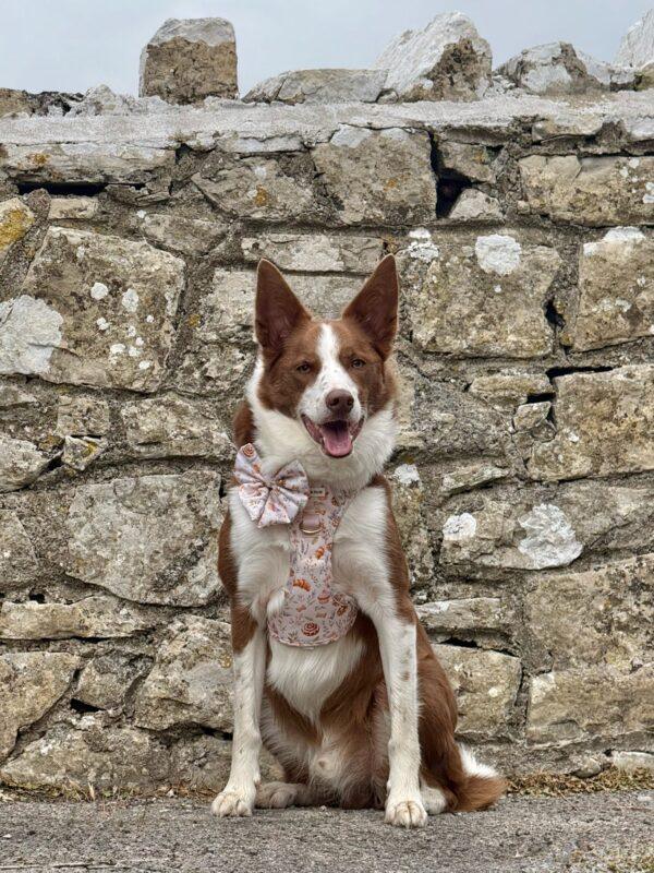 20260924_083814_1E3FF0 Cinnamon and Bloom Harness