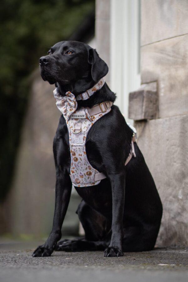 20260924_095141_15588A Cinnamon and Bloom Collar