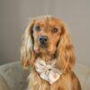 20260924_163930_18F15C Cinnamon and Bloom Sailor Bow